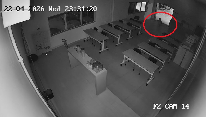 Novas imagens mostram aparição de onça-pintada em Mandaguari; VÍDEO