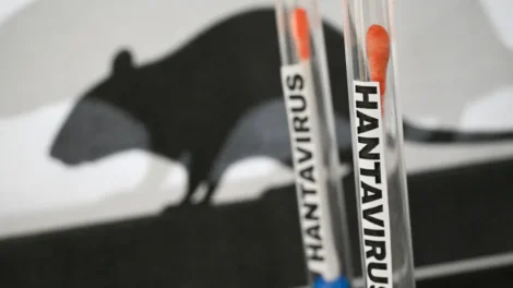 O que é e como se transmite o hantavírus, responsável por três mortes em cruzeiro no Atlântico