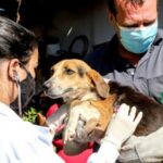 Observatório Social pede impugnação de edital que prevê contratação de clínicas veterinárias pela Prefeitura de Maringá