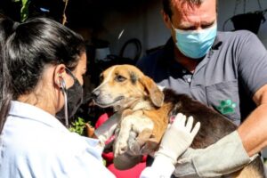 Observatório Social pede impugnação de edital que prevê contratação de clínicas veterinárias pela Prefeitura de Maringá