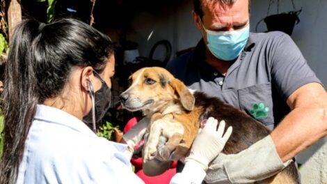 Observatório Social pede impugnação de edital que prevê contratação de clínicas veterinárias pela Prefeitura de Maringá