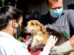 Observatório Social pede impugnação de edital que prevê contratação de clínicas veterinárias pela Prefeitura de Maringá