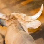 Peão morre após ser pisoteado por touro em rodeio no interior de São Paulo