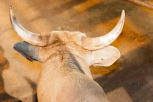 Peão morre após ser pisoteado por touro em rodeio no interior de São Paulo