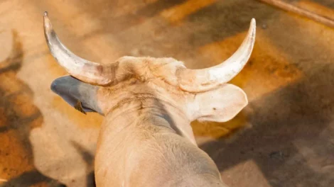 Peão morre após ser pisoteado por touro em rodeio no interior de São Paulo