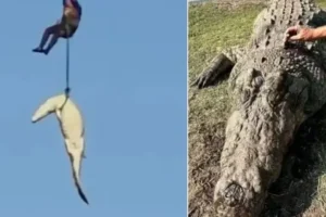 Polícia abate crocodilo de 4,5 metros que devorou empresário; vídeo