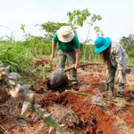 Prefeitura de Maringá investirá R$ 1 milhão em reflorestamento de áreas protegidas