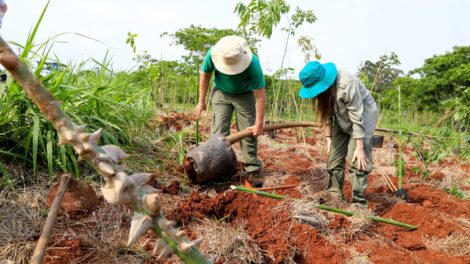 Prefeitura de Maringá investirá R$ 1 milhão em reflorestamento de áreas protegidas
