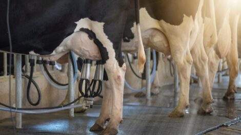 Produtores ganham mercado futuro para venda do leite