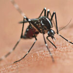 Secretaria da Saúde alerta para prevenção da dengue mesmo com queda de casos no Paraná