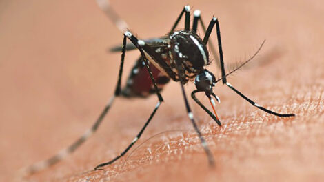 Secretaria da Saúde alerta para prevenção da dengue mesmo com queda de casos no Paraná