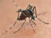 Secretaria da Saúde alerta para prevenção da dengue mesmo com queda de casos no Paraná