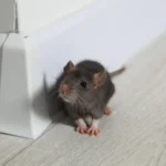 Todos os ratos são portadores de hantavírus? Os cuidados se ter em casa