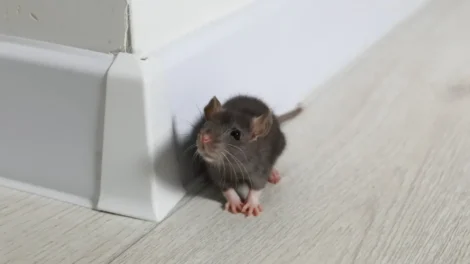 Todos os ratos são portadores de hantavírus? Os cuidados se ter em casa