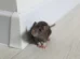 Todos os ratos são portadores de hantavírus? Os cuidados se ter em casa