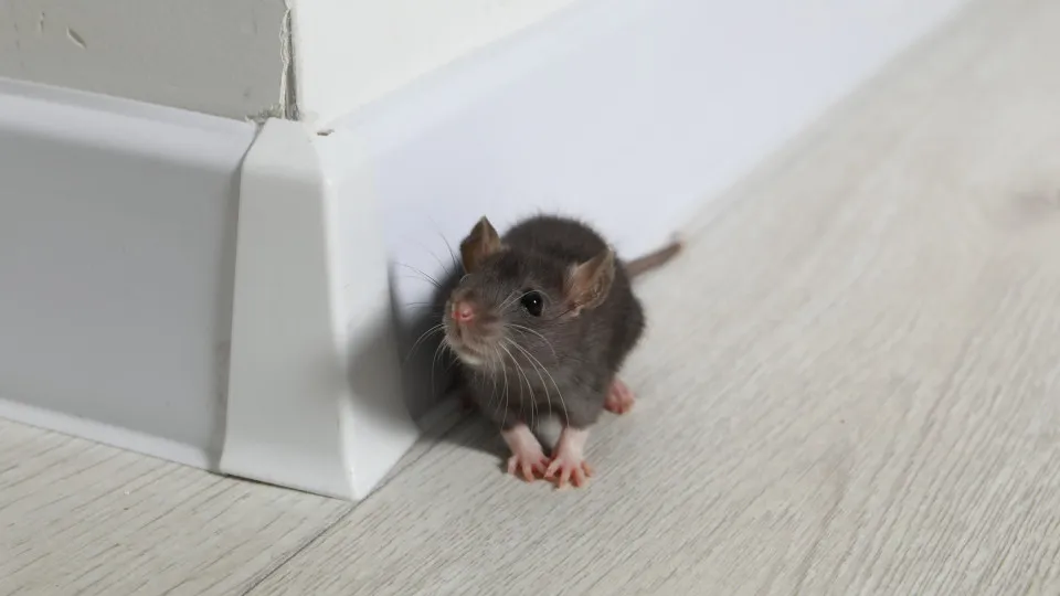 Todos os ratos são portadores de hantavírus? Os cuidados se ter em casa