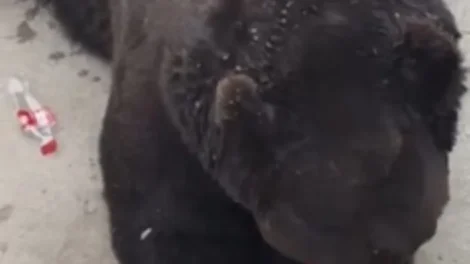 Urso abre garrafa de Coca-Cola sozinho em zoológico e viraliza