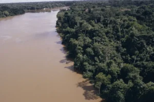 Desmatamento na Amazônia cai 61,4% em maio de 2026