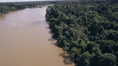 Desmatamento na Amazônia cai 61,4% em maio de 2026