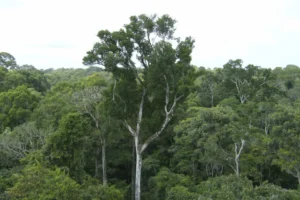 Desmate na amazônia em maio fica perto de mínima histórica