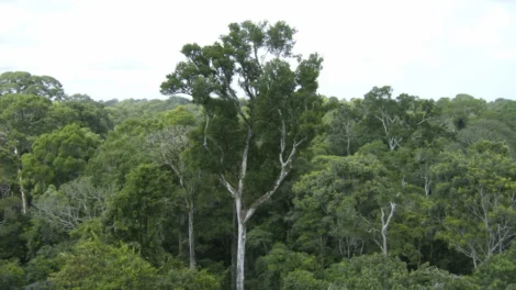 Desmate na amazônia em maio fica perto de mínima histórica