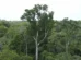 Desmate na amazônia em maio fica perto de mínima histórica