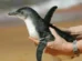Em dois meses, 796 pinguins são encontrados mortos nas praias de Florianópolis