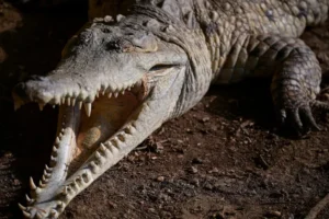 Homem é preso após menino de 3 anos cair dentro de habitat de crocodilos