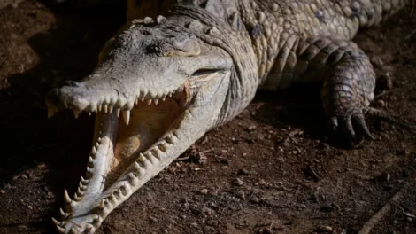 Homem é preso após menino de 3 anos cair dentro de habitat de crocodilos