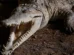 Homem é preso após menino de 3 anos cair dentro de habitat de crocodilos