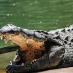 Homem é preso suspeito de jogar criança aos crocodilos na Inglaterra