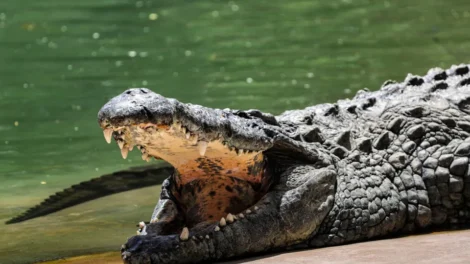 Homem é preso suspeito de jogar criança aos crocodilos na Inglaterra