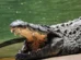 Homem é preso suspeito de jogar criança aos crocodilos na Inglaterra