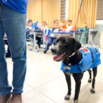 Lei quer permitir que contribuintes abatam dívidas com a Prefeitura de Maringá através da prestação de serviços de veterinária