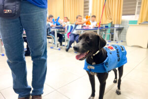 Lei quer permitir que contribuintes abatam dívidas com a Prefeitura de Maringá através da prestação de serviços de veterinária