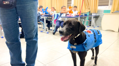 Lei quer permitir que contribuintes abatam dívidas com a Prefeitura de Maringá através da prestação de serviços de veterinária