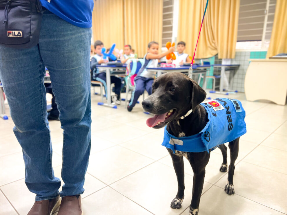 Lei quer permitir que contribuintes abatam dívidas com a Prefeitura de Maringá através da prestação de serviços de veterinária