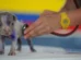 Lei torna crime exercício ilegal da medicina veterinária 