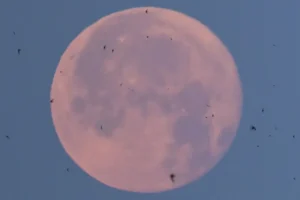 Lua de Morango poderá ser vista nesta segunda-feira; saiba como observar