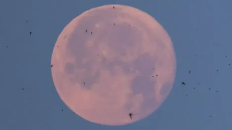 Lua de Morango poderá ser vista nesta segunda-feira; saiba como observar