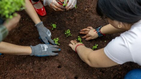 Mais de 250 municípios do PR e MS ganham hortas comunitárias com apoio da Itaipu e do Itaipu Parquetec