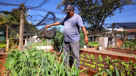 Mesmo com frio intenso, hortas comunitárias mantêm produção em Maringá