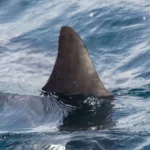 Mulher perde uma perna após ser mordida por tubarão em praia de Boa Viagem, no Recife