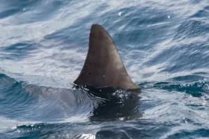 Mulher perde uma perna após ser mordida por tubarão em praia de Boa Viagem, no Recife