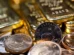 Ouro fecha perto da estabilidade diante de tensões no Oriente Médio