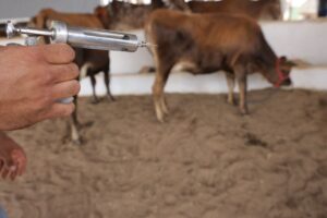 Pecuária do Paraná pode ampliar negócios com Rússia após reconhecimento sanitário
