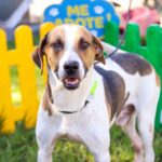 Prefeitura promove feirinha temática de adoção de animais neste domingo (21)