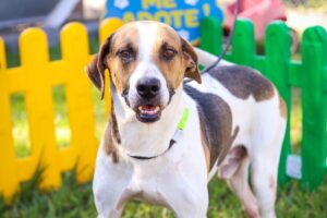 Prefeitura promove feirinha temática de adoção de animais neste domingo (21)