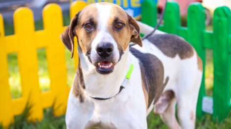 Prefeitura promove feirinha temática de adoção de animais neste domingo (21)