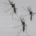 SUS suspende uso de vacina da dengue do Butantan após reações adversas
